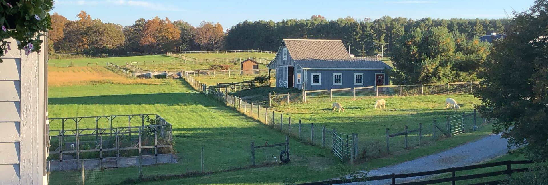 A scenic farm with a gray barn, green fields, and grazing animals surrounded by trees.