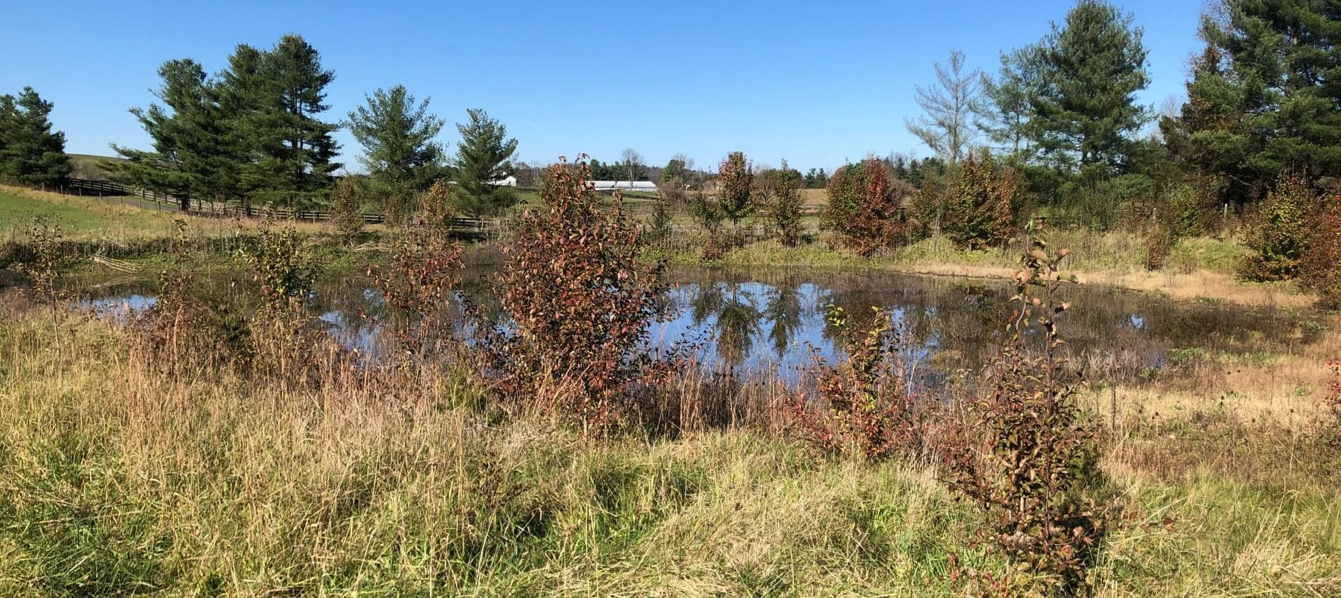 A tranquil pond surrounded by grasses and trees under a clear blue sky.
