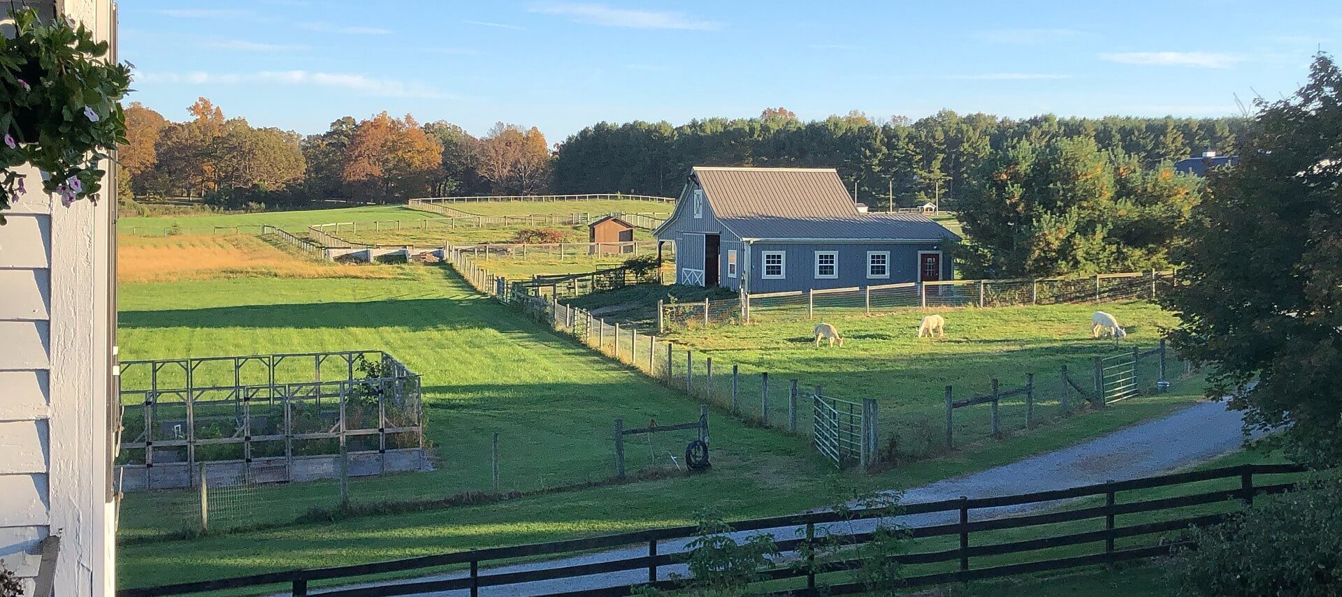 Large farm with blue barn and fenced fields, one holding three alpacas