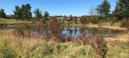 A pond surrounded by invasive Callery Pear trees and a meadow.