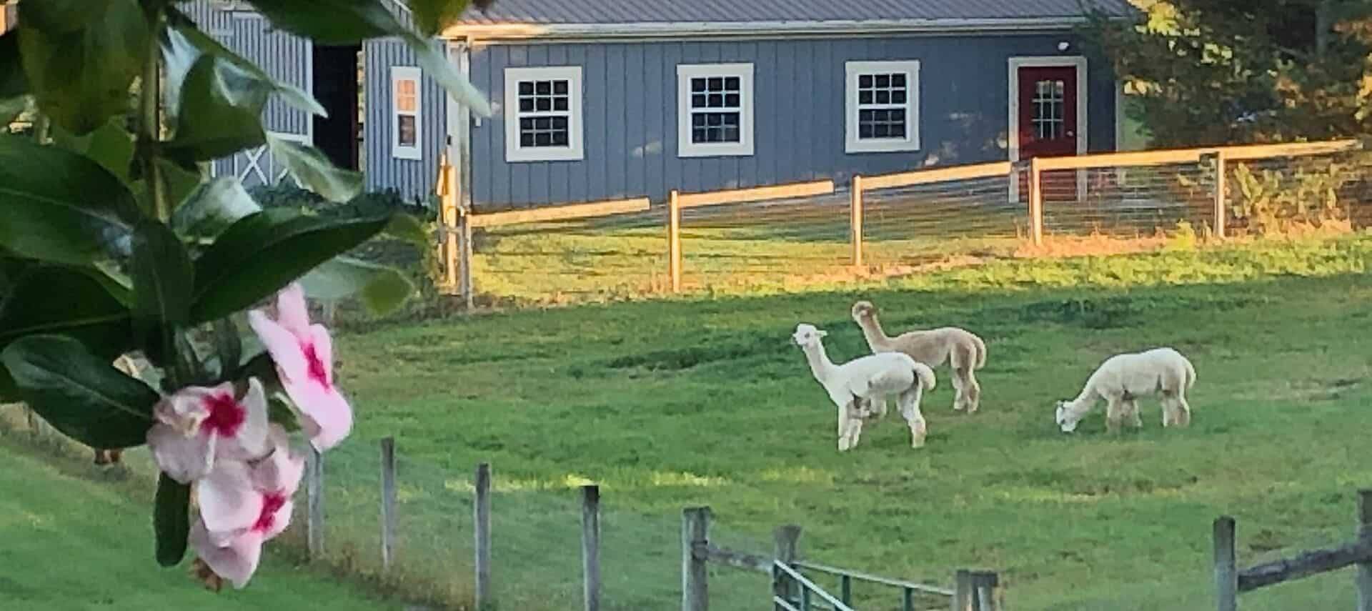 Fenced grassy field with three alpacas next to a blue barn with white windows